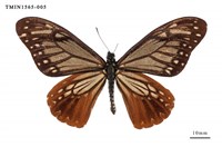 藏品(斑鳳蝶)的圖片